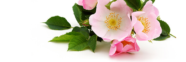 L'huile végétale de Karité